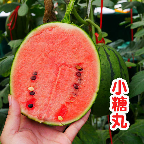 早熟超甜高产南方小型西瓜种子