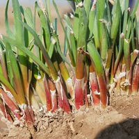 Фиолетовый фиолетовый корень корня лукака 100 деревьев