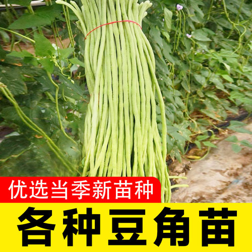 豆角苗油豆角无架四季豆苗子