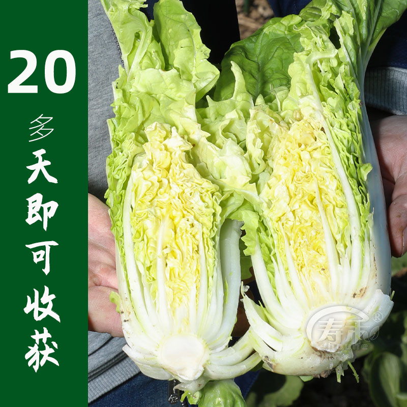 速翠快菜种子四季青菜小白菜