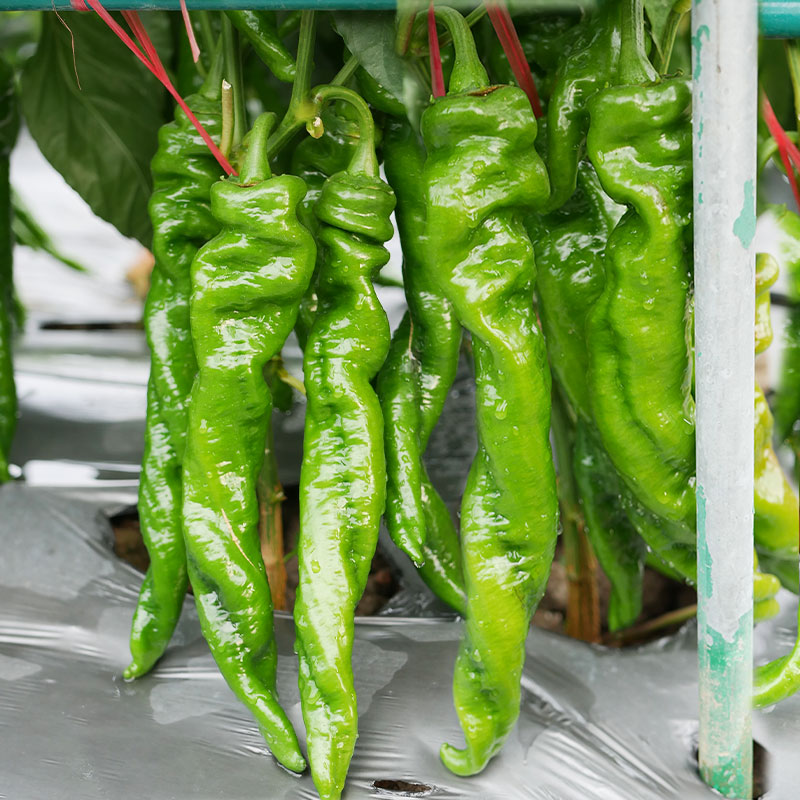 高产巨型特大辣椒南方蔬菜苗