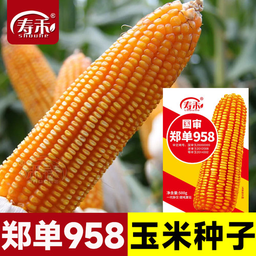 国审郑单958高产饲料玉米种子早熟杂交种籽孑特大南方正品良种