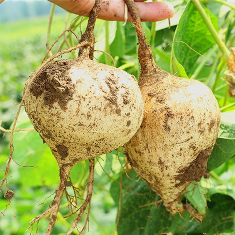 牧马山凉薯种子种籽孑白瓤早熟苗