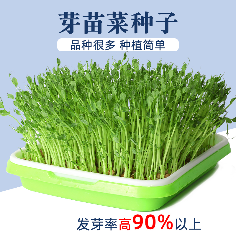 四季芽苗菜种子豌豆萝卜香椿小麦