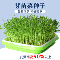 四季芽苗菜種子豌豆蘿卜香椿小麥