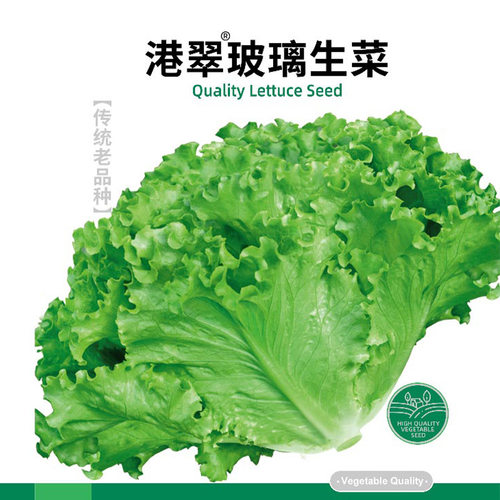 寿禾阳台四季港翠玻璃生菜种子