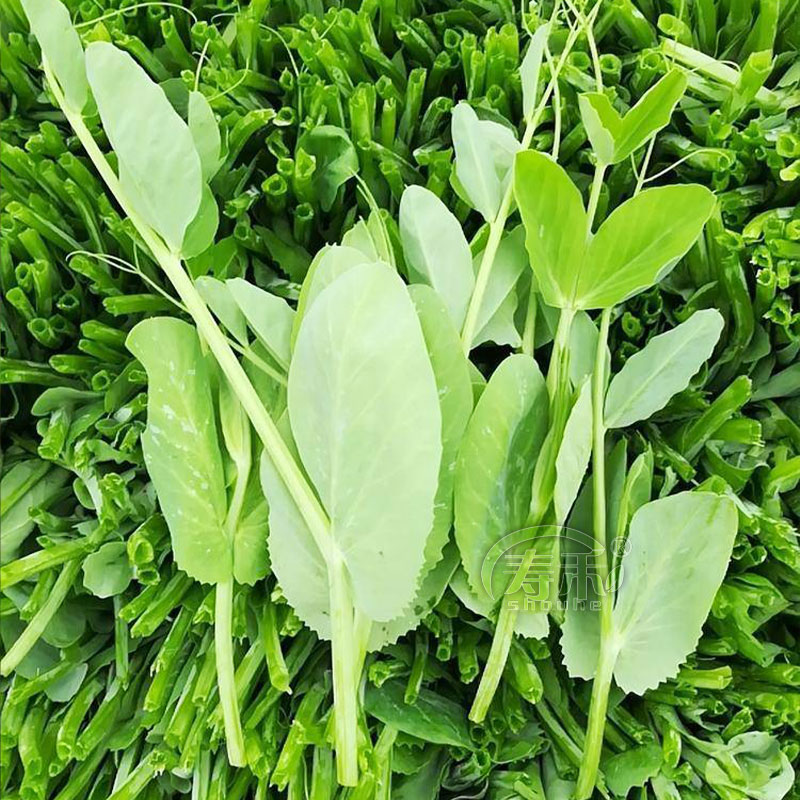 无须芽苗菜四季豌豆种子