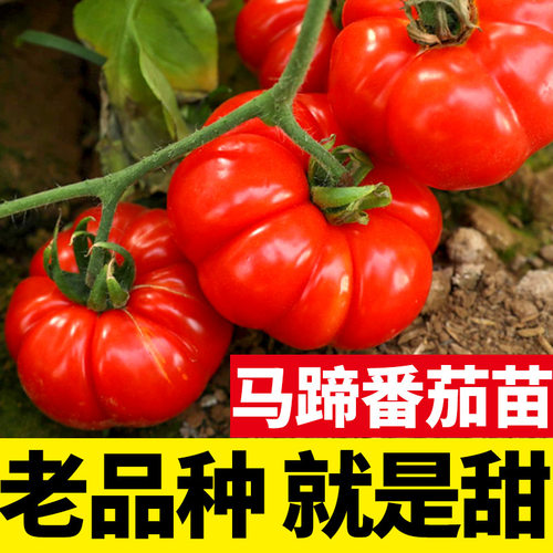 马蹄千禧四季盆栽矮生番茄种子种籽阳台秧苗小西红柿苗圣女果苗秧