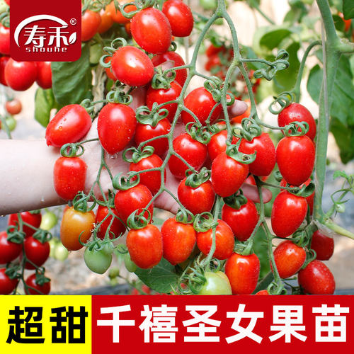 寿禾四季千禧圣女果小番茄种子