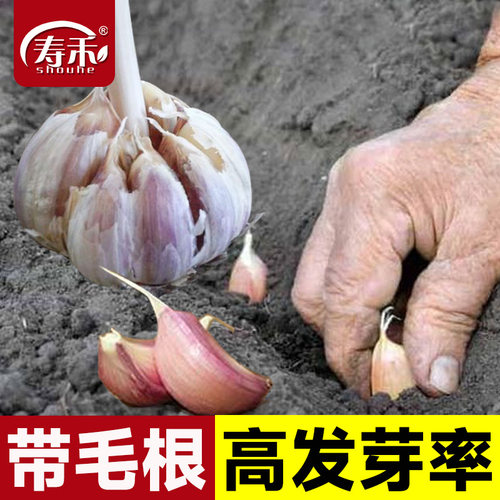 大蒜蒜薹四季种子种籽
