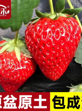 冬季盆栽奶油草莓种籽子种植四季种子白 苗带土带盆大食用秧草梅