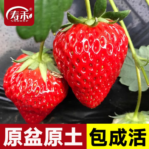 冬季盆栽奶油草莓种籽子种植四季种子白 苗带土带盆大食用秧草梅