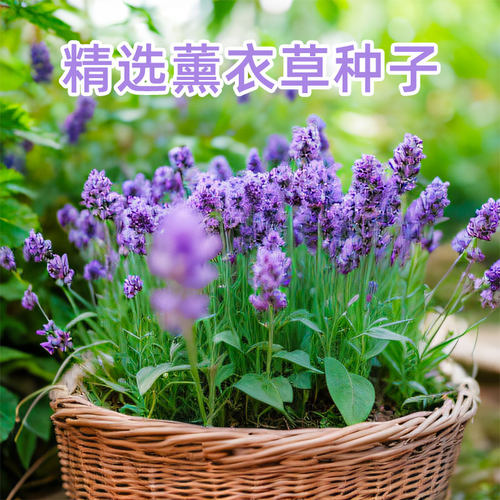 薰衣草种子孑种籽苗花苗盆栽春天