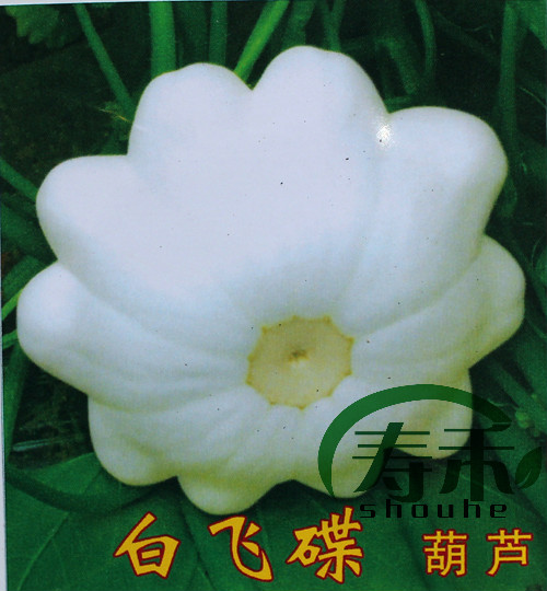 美国引进白飞碟葫芦种子 黄太空飞碟瓜种籽特色观赏食用孑 观光园