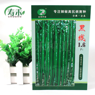 黑线1.6/19线椒种子 中早熟高产硬果超辣辣椒种籽 超辣籽种孑