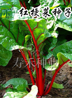 蔬菜红梗阳台四季盆栽菠菜