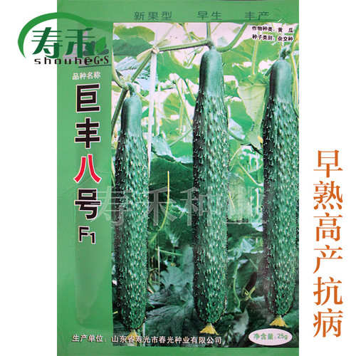 寿光巨丰八号新星黄瓜春季种子