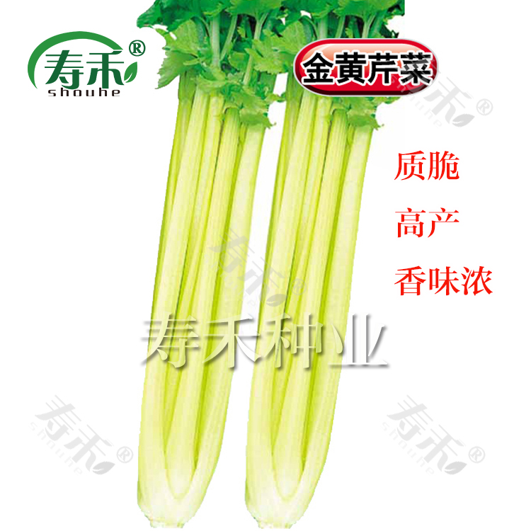 蔬菜四川阳台秋冬季盆栽芹菜种子