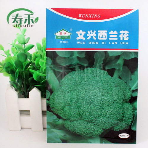西兰花种籽西兰花种子青花菜菜花四季种籽子西蓝花孑西兰花菜籽 - 封面