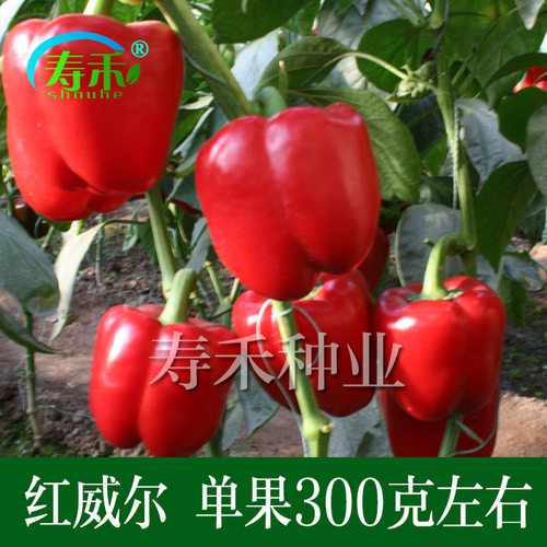 寿光蔬菜种子 红威尔甜椒种籽 方椒红色彩椒孑高产辣椒灯笼椒籽种 - 封面