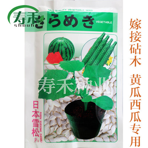 南瓜种子日本嫁接砧木南瓜种子