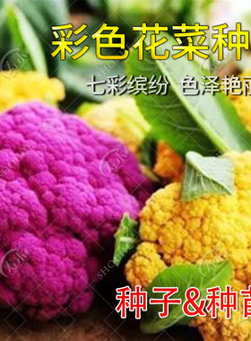 花椰菜种子苗宝塔菜秋后紫色花菜菜花西兰花种子种籽西蓝花孑籽种