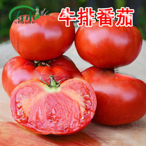 多肉牛排西红柿法国四季番茄种子
