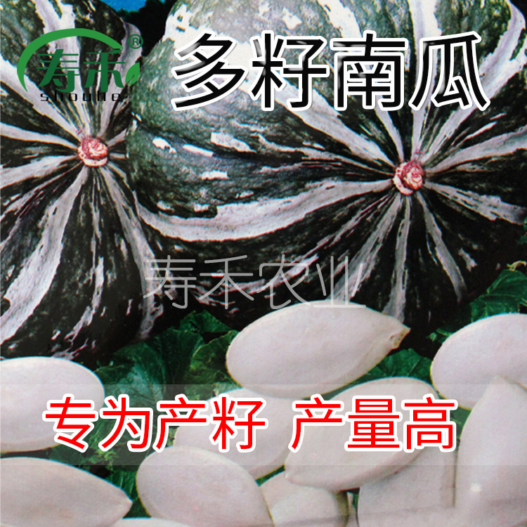 多籽南瓜种子种籽专门产籽高产食用籽用西葫芦片大粒多白瓜子种孑