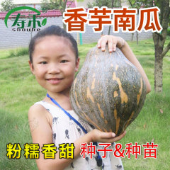 广东省香芋南瓜种子种籽苗孑板栗味小秧苗蔬菜浓香四季特大香甜秧