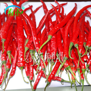 新选8819线椒种子 长线香超辣辣椒种籽四季阳台蔬菜盆栽籽种孑