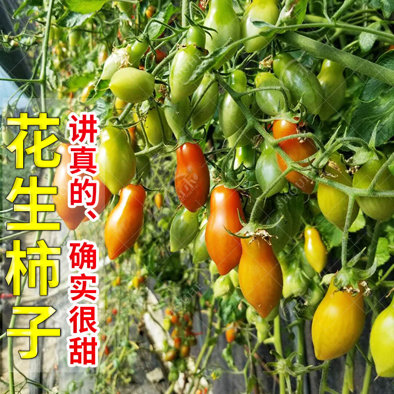 花生柿子番茄种子苗种籽