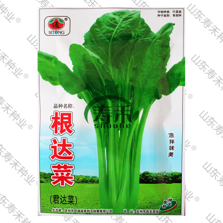 根达菜种子种籽莙荙牛皮菜种菜种厚皮菜苗孑菜籽春季青菜君达菜种
