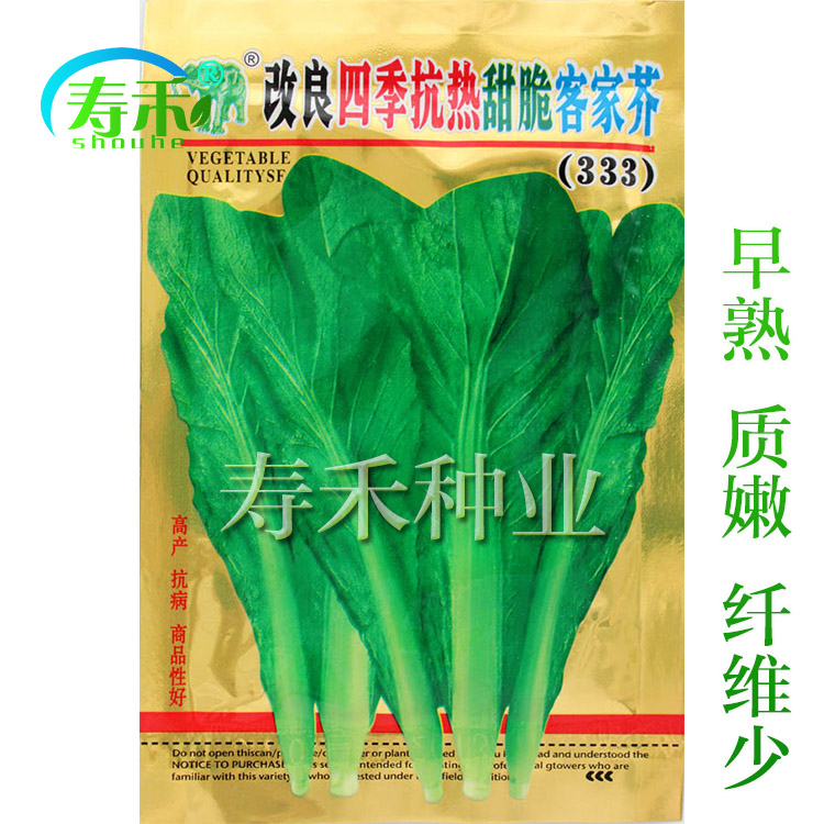 四季芥菜种子芥菜种籽大叶客家芥广东籽种青菜秋季蔬菜菜籽孑菜种