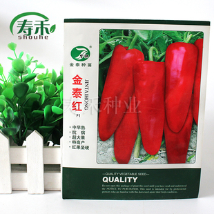 特辣牛角椒种子 超大果特高产辣椒种籽蔬菜孑籽种香辣特大新品种