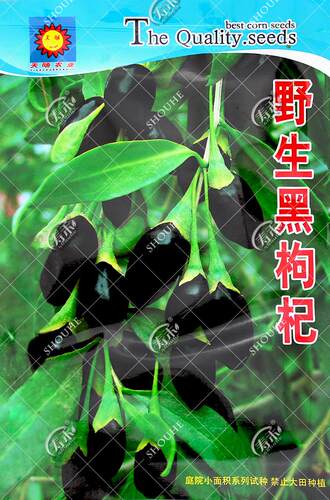 黑枸杞种子中药材四季中草药