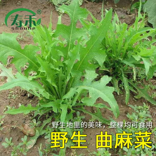 苦菜种子种籽曲麻菜蔬菜苦麦菜