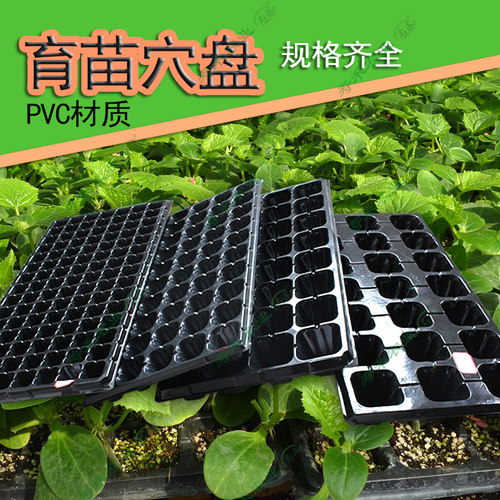 多肉加厚营养钵育苗盘