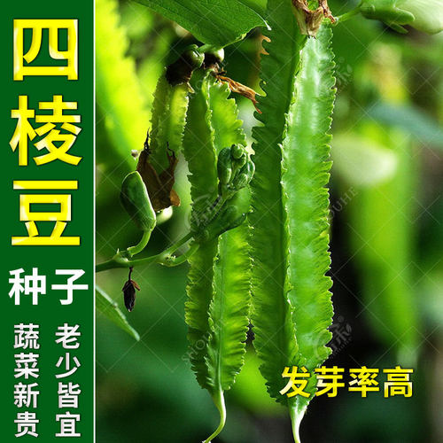 蔬菜种子苗秧四棱豆皇帝豆