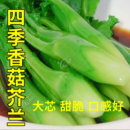 蔬菜香菇芥兰广东秋季种子