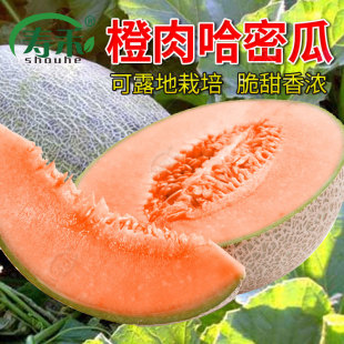 香瓜春季 甜瓜新疆哈密瓜種子秧四季 種籽孑春天苗南方網(wǎng)紋瓜苗秧苗