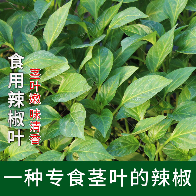 辣椒叶1号种子 苗四季种植食用茎叶高产籽种阳台盆栽菜孑蔬菜种籽
