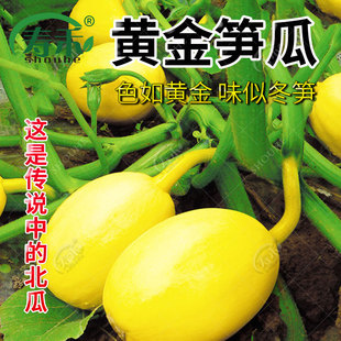 北瓜早熟南瓜四季 黄金笋瓜种子种籽 西葫芦蔬菜特色冬笋味蔬莱孑
