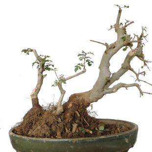 专拍爱木盆景庭院小品熟桩 阳台办公室摆放绿植盆栽 对节白蜡素材