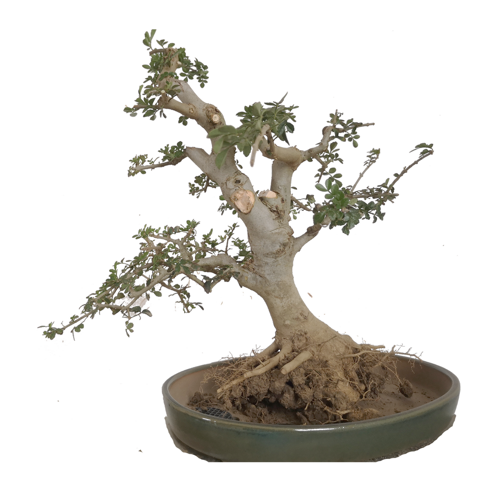 对节白蜡盆景绿植老桩小盆栽真植物室内好养客厅桌面微景观扦插桩