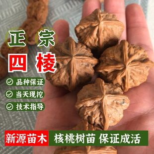 麻核桃苗树小四棱核桃树苗嫁接特大文玩猴头核桃盆栽地栽当年结果