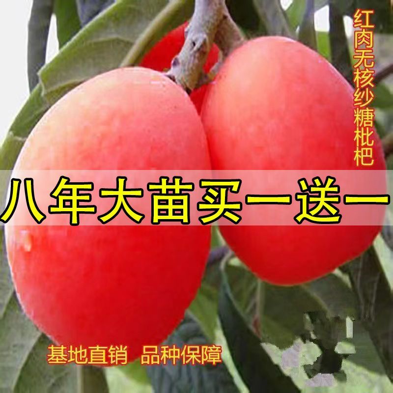 新无核红砂糖红肉大果枇杷优质嫁接苗耐寒品种盆栽地栽南北果树