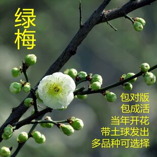 庭院盆栽梅花苗梅花树苗嫁接绿梅美人梅腊梅树苗榆叶梅苗红梅树苗