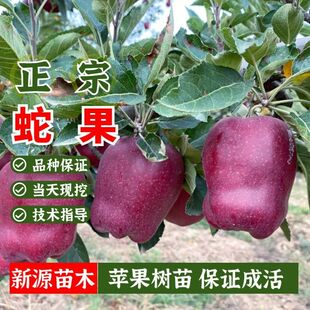 嫁接苹果苗美国蛇果树苗面甜苹果树盆栽南方北方庭院地栽当年结果