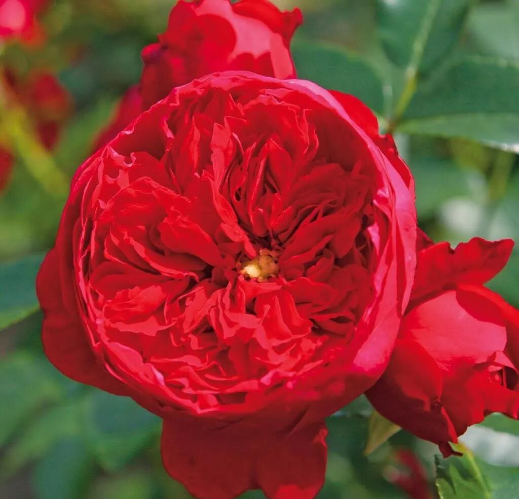 都市小花农精选藤本月季  红色龙沙宝石多头包子花浓香