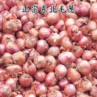 毛葱新鲜毛葱正宗东北特产大毛葱鬼子葱笨毛葱小洋葱干圆葱红葱头